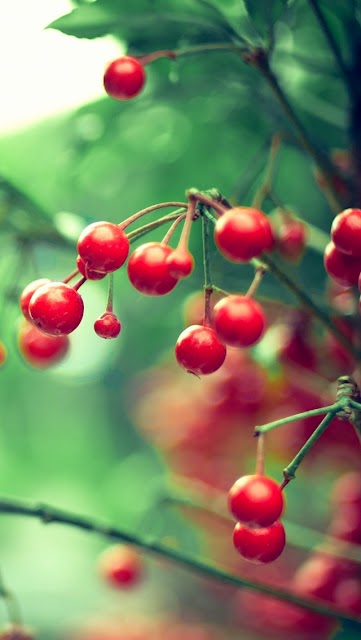 خلفيات ايفون 6 IPhone Wallpapers مناظر طبيعية